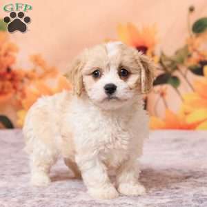 Mia, Cavachon Puppy